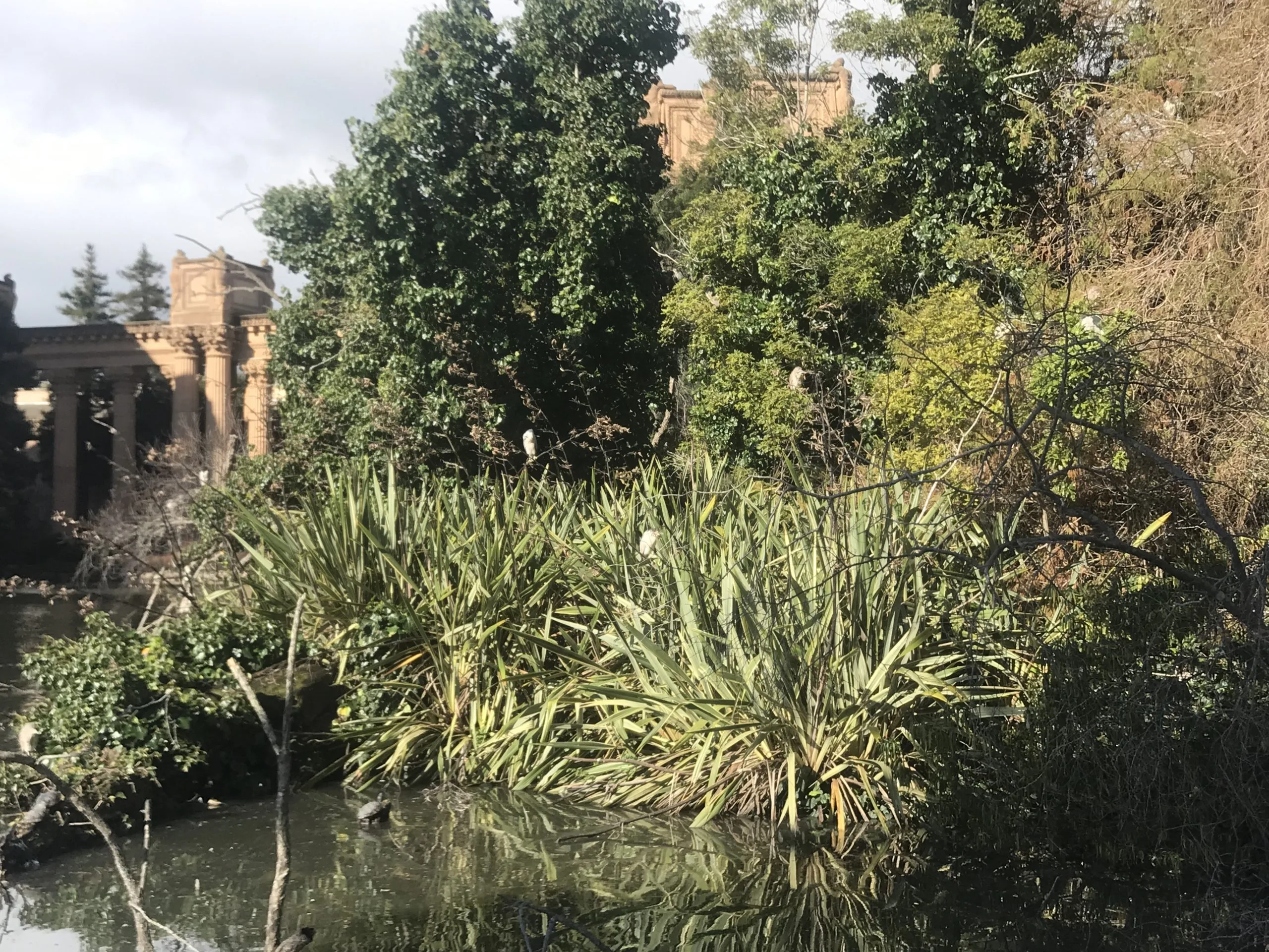 Herons at the Palace of Fine Arts