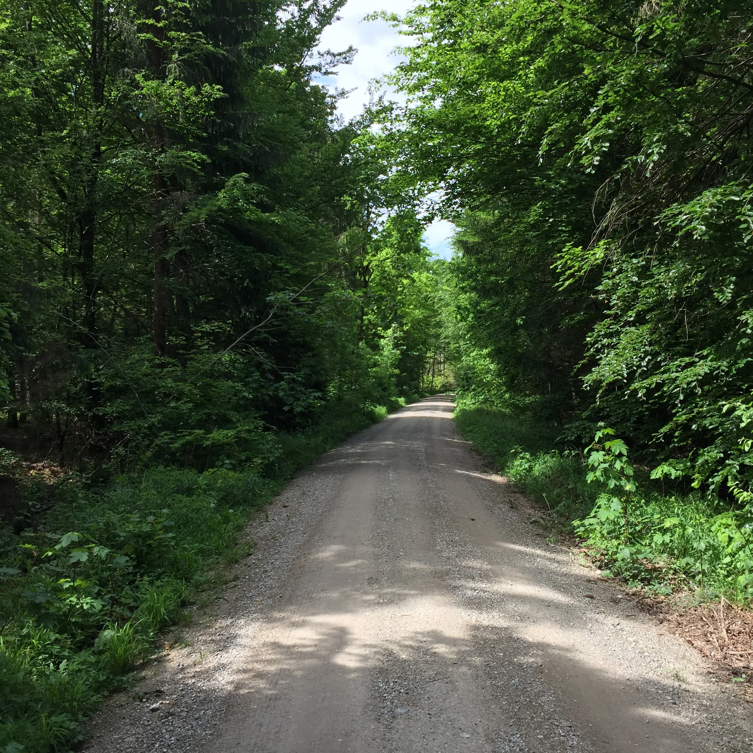 My Morning Run